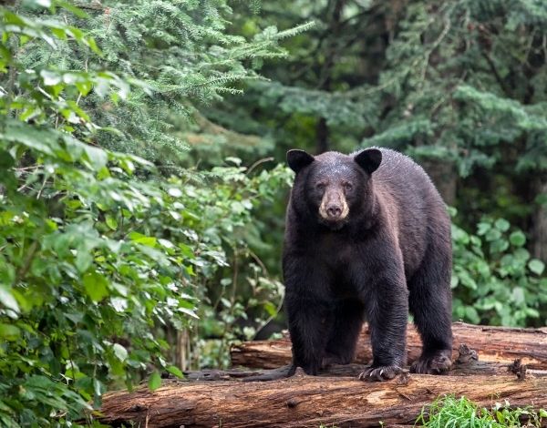 10 tips when hiking where there are bears