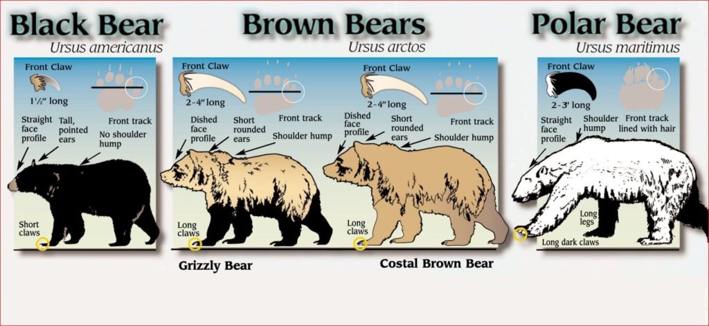 Various types of bears in North America