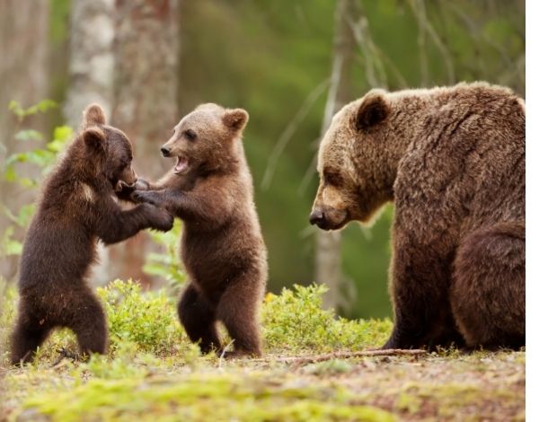 Momma bear with her cubs